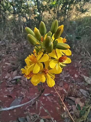 Ouratea floribunda