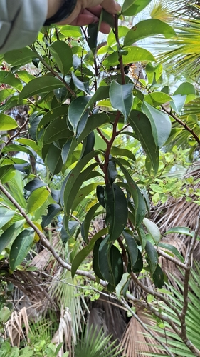 Ouratea nitida — photo