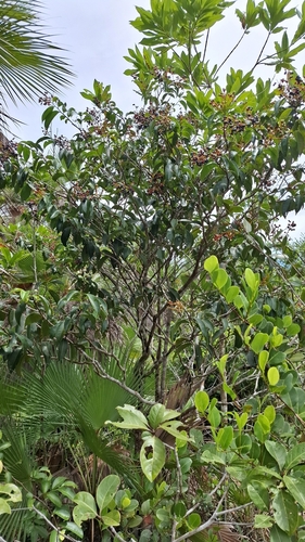 Ouratea nitida