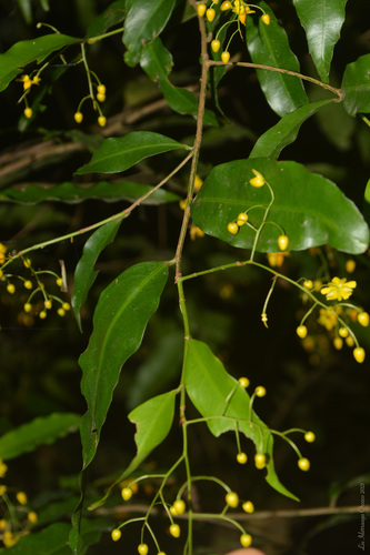 Ouratea parviflora (Batiputa) — photo