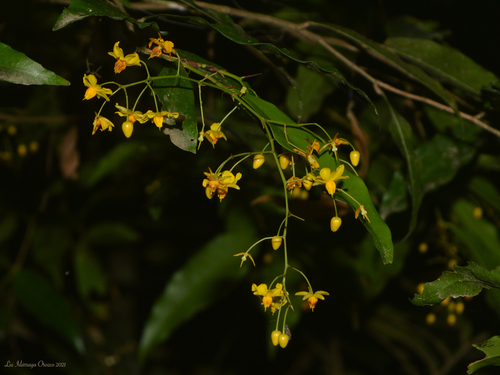 Ouratea parviflora (Batiputa) — photo