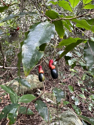 Ouratea parviflora