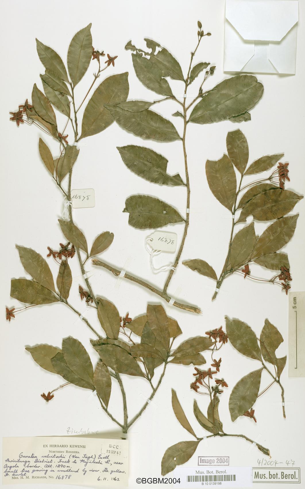 Ouratea welwitschii — photo