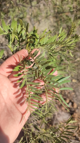 Owenia acidula (Emu apple) — photo