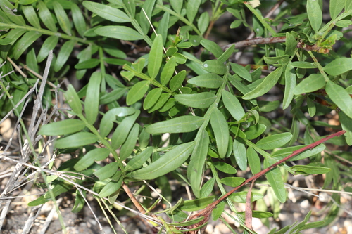 Owenia acidula (Emu apple) — photo