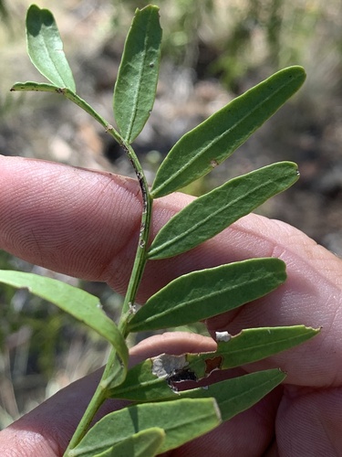 Owenia acidula