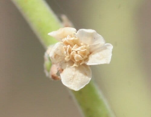 Owenia reticulata (Desert Walnut) — photo