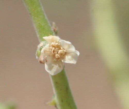 Owenia reticulata (Desert Walnut) — photo