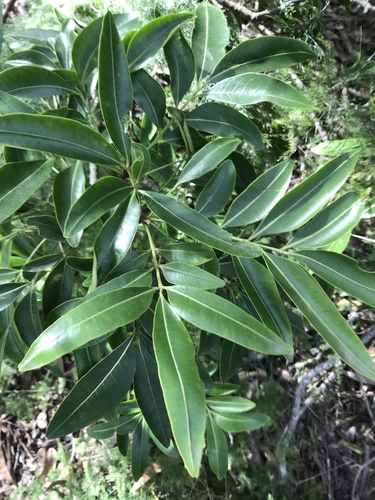 Owenia venosa (Crow’s-apple) — photo