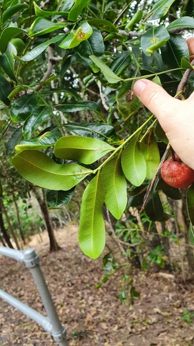 Owenia venosa (Crow’s-apple) — photo