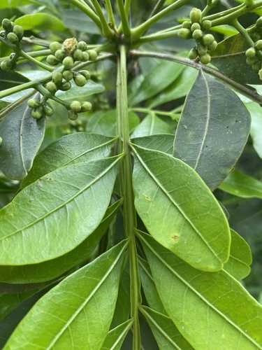 Owenia venosa