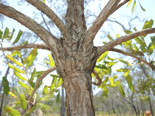 Owenia vernicosa (Emu apple) — photo