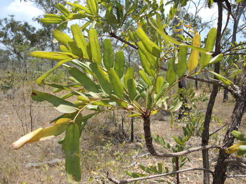 Owenia vernicosa