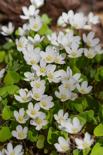 Oxalis acetosella (Wood sorrel) — photo