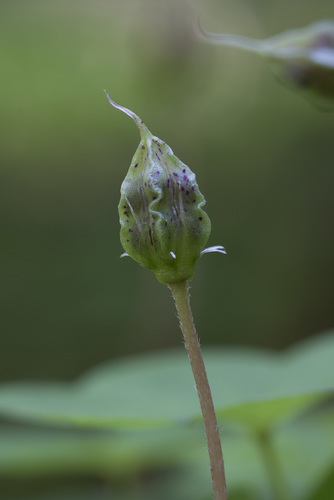 Oxalis acetosella (Wood sorrel) — photo