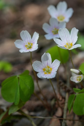 Wood sorrel