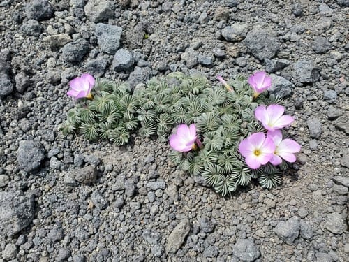 Oxalis adenophylla (Culle) — photo