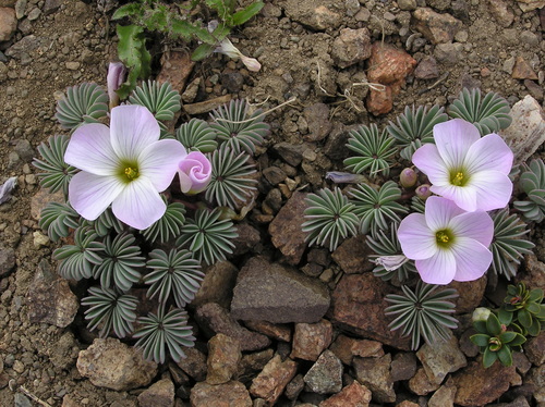 Oxalis adenophylla