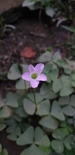 Oxalis alpina (Metcalfe's wood sorrel) — photo