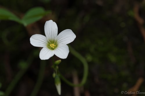 Oxalis alpina