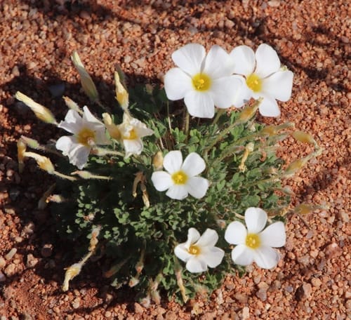 Oxalis annae — photo