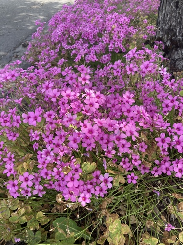 Oxalis articulata (Pink sorrel) — photo