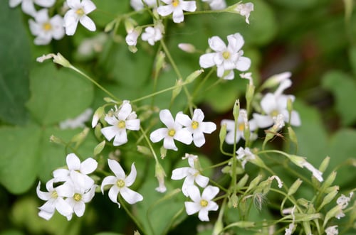 Oxalis articulata (Pink sorrel) — photo