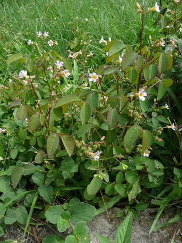 Oxalis barrelieri (Barrelier's Wood-sorrel) — photo