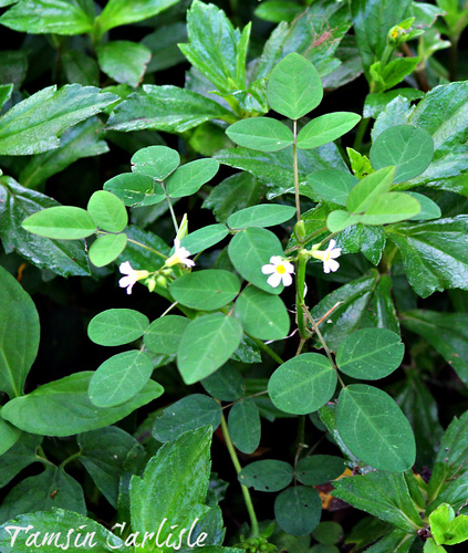 Oxalis barrelieri (Barrelier's Wood-sorrel) — photo