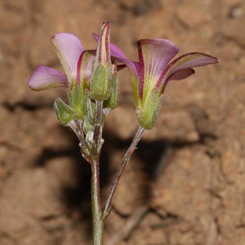 Oxalis bifida — photo