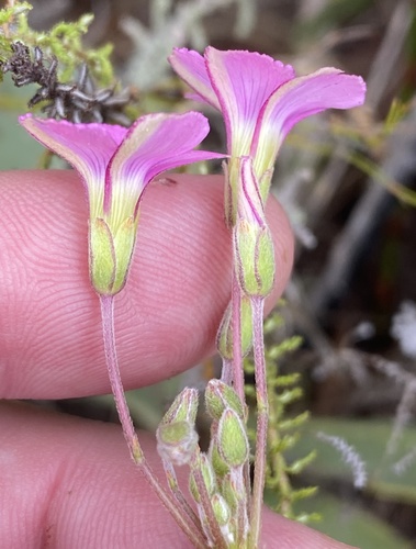 Oxalis bifida