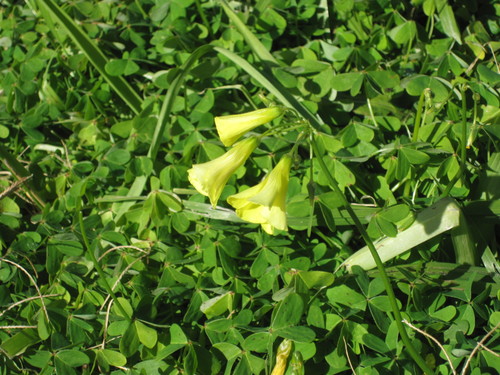 Oxalis cernua — photo