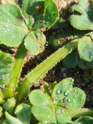 Oxalis compressa — photo