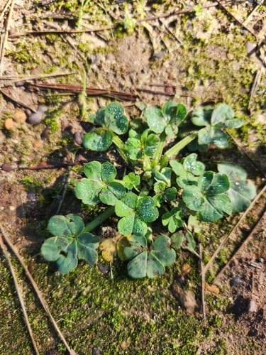 Oxalis compressa — photo