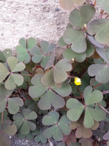 Oxalis corniculata (Yellow wood-sorrel) — photo