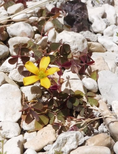 Oxalis corniculata (Yellow wood-sorrel) — photo