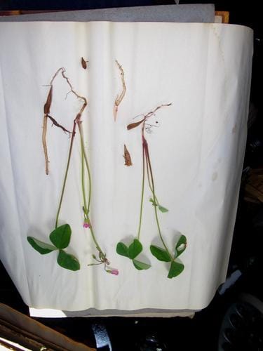 Oxalis davyana (Wood sorrel) — photo