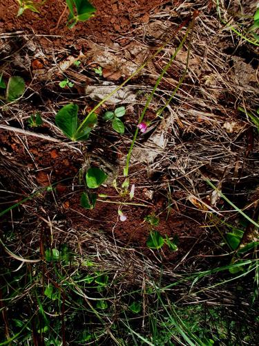 Oxalis davyana
