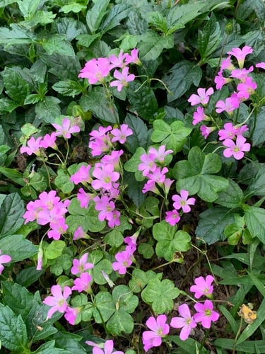 Oxalis debilis var. corymbosa (Pink shamrock) — photo