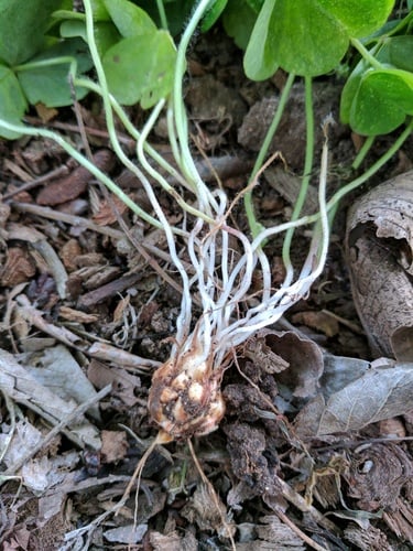 Oxalis debilis var. corymbosa (Pink shamrock) — photo