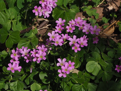 Oxalis debilis var. corymbosa