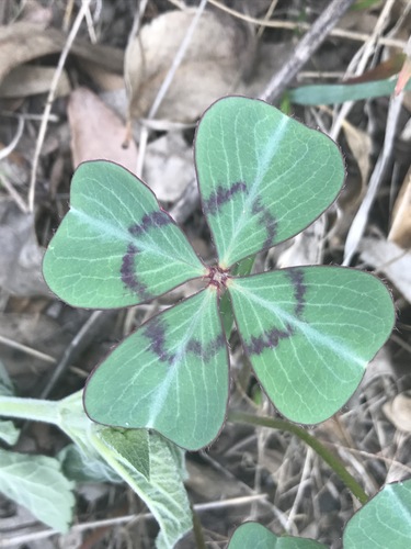 Oxalis deppei (Deppe's wood-sorrel) — photo