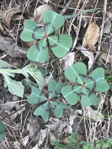 Oxalis deppei (Deppe's wood-sorrel) — photo