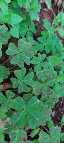 Oxalis deppei