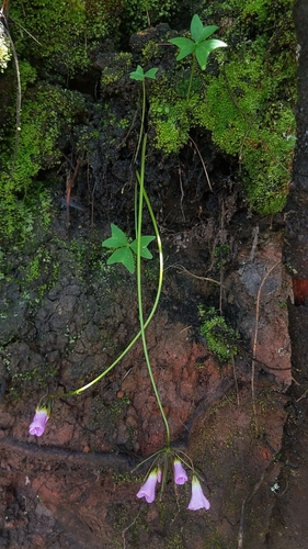 Oxalis dimidiata (Milpa weed) — photo