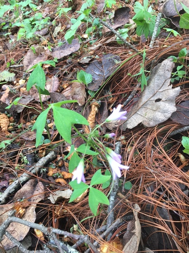 Oxalis dimidiata