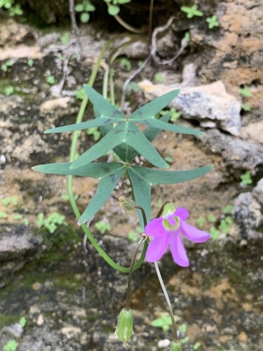 Oxalis drummondii (Drummond's woodsorrel) — photo