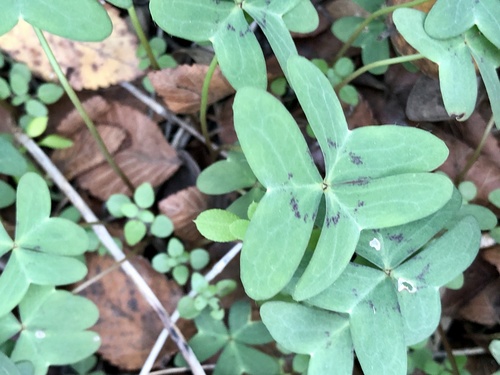 Oxalis drummondii (Drummond's woodsorrel) — photo