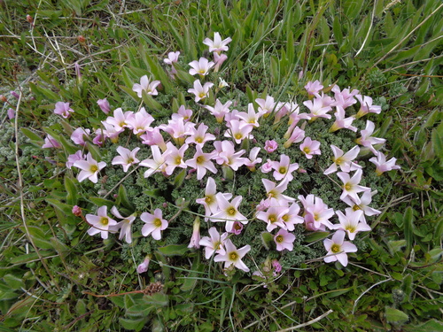 Oxalis enneaphylla (Scurvy grass) — photo