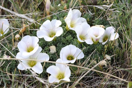 Oxalis enneaphylla (Scurvy grass) — photo